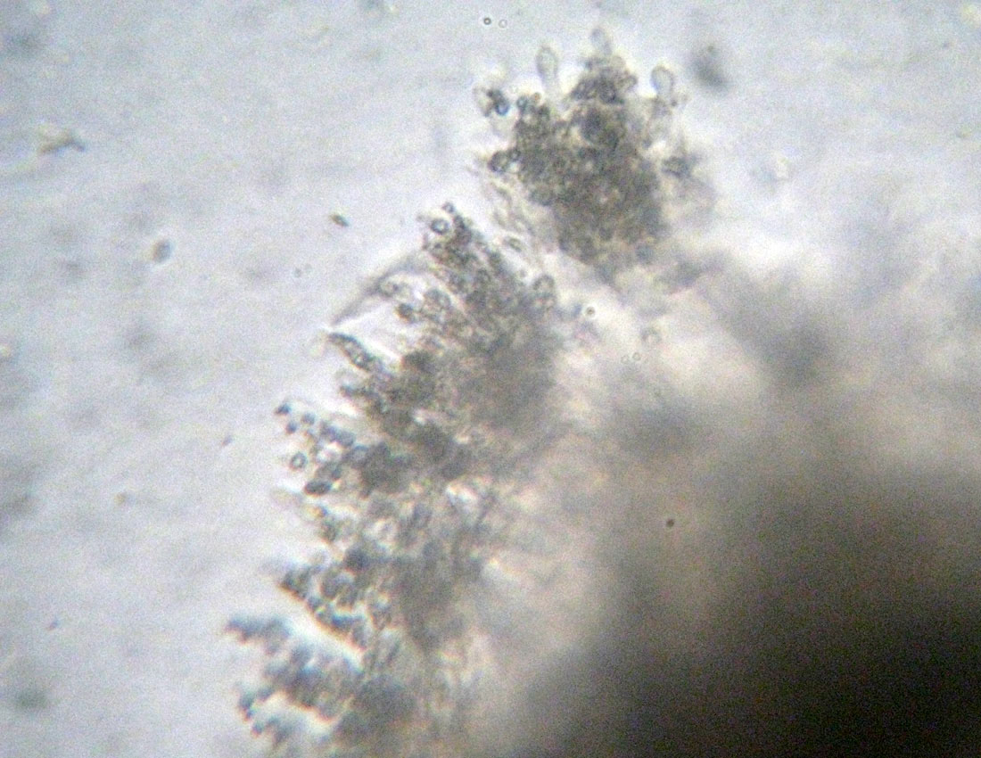 Steccherinum?